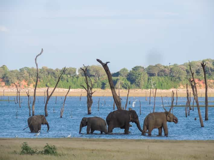 Parque Nacional de Kaudulla: Safari privado