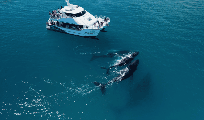 Hervey Bay: Medio día de tour de avistamiento de ballenas con comida