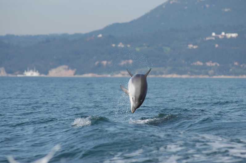 Sesimbra: Excursión ecológica para avistar delfines