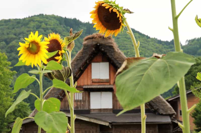 Desde Kanazawa: Visita a Shirakawago, Hida-Furukawa y Takayama