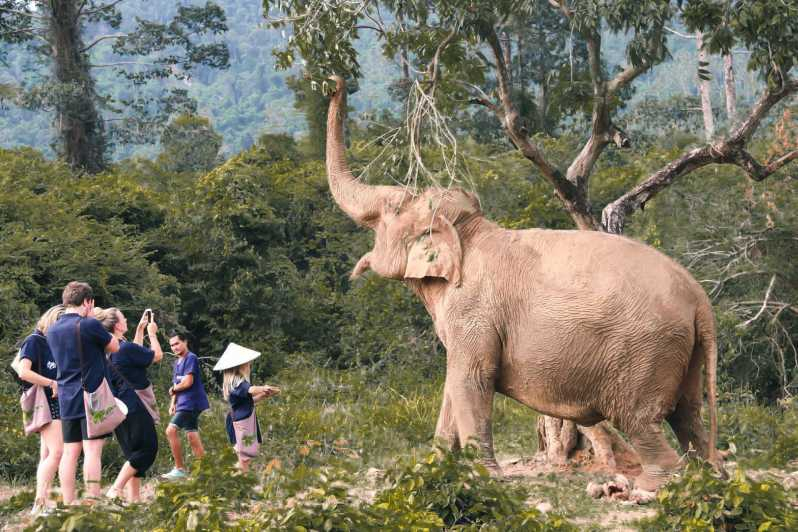 Koh Samui: Tour guiado al Hogar Ético de los Elefantes con traslados