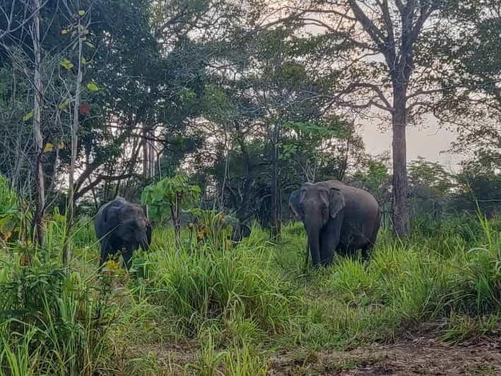 Hurulu Eco Park: Safari de 3 horas por la mañana o por la tarde