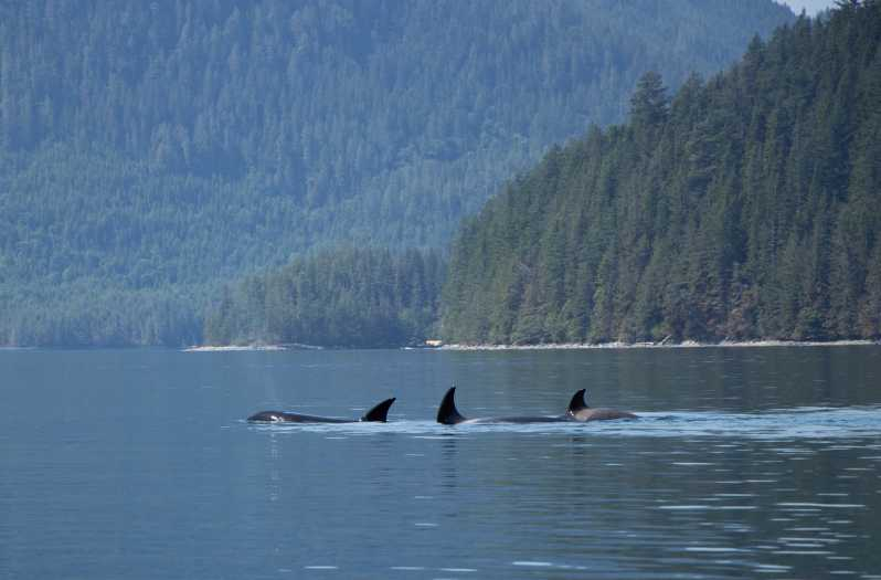 Campbell River: Tour de avistamiento de ballenas con almuerzo