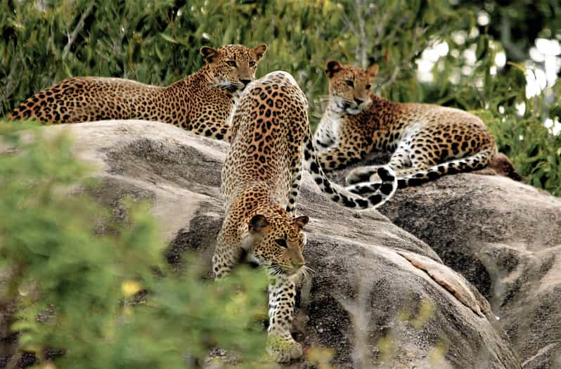 Sri Lanka: Safari Privado al Parque Nacional de Yala