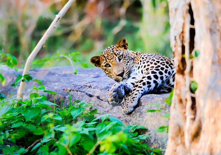 Desde Anuradhapura: Safari de un día por el Parque Nacional de Wilpattu