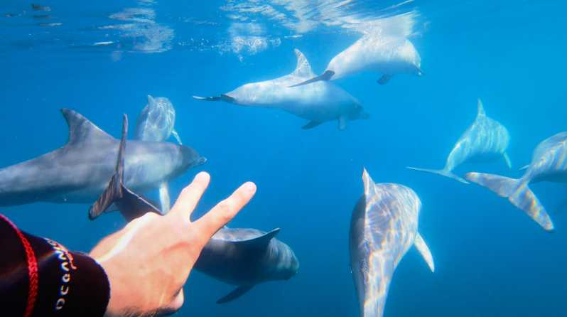 Adelaida: Experiencia de 3,5 horas nadando con delfines