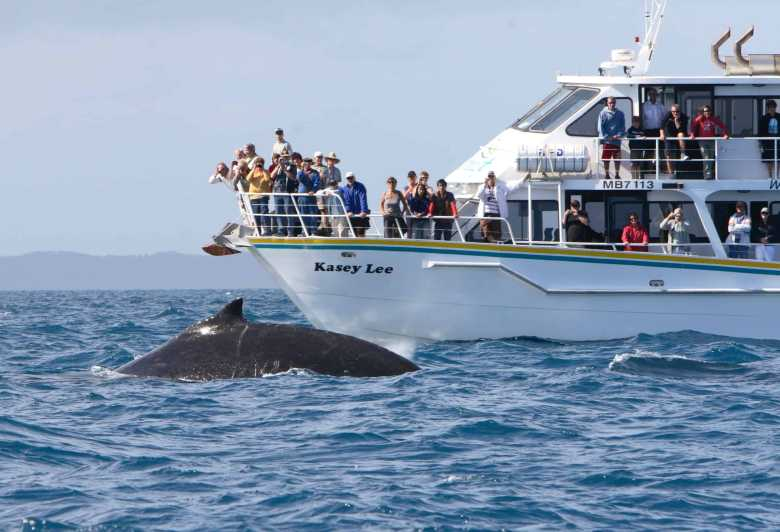 Isla Phillip: Excursión en barco para avistar ballenas