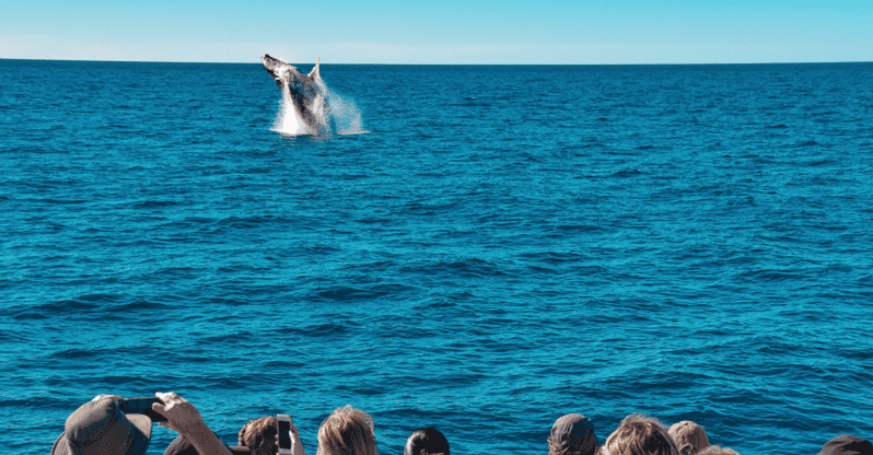 Mooloolaba: tour de avistamiento de ballenas