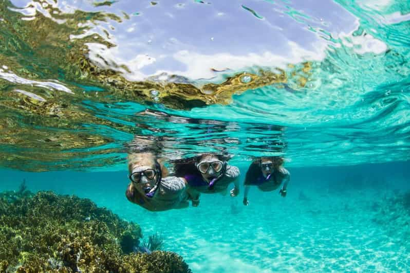 Mooloolaba: Esnórquel con tortugas Isla Mudjimba