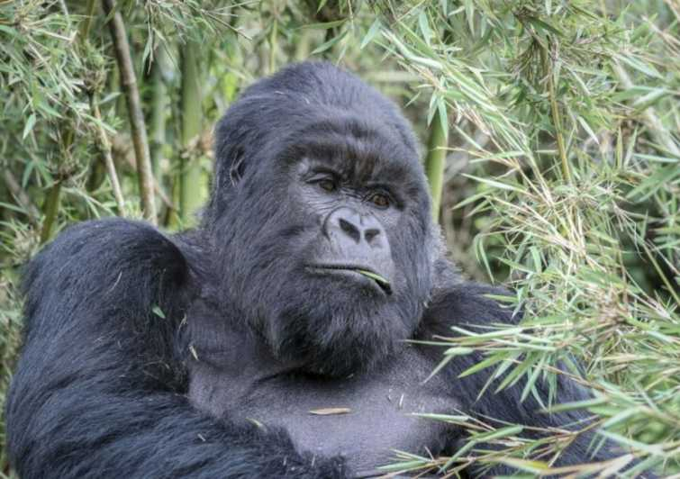 Desde Kigali: Excursión de 1 día a los Gorilas en Uganda
