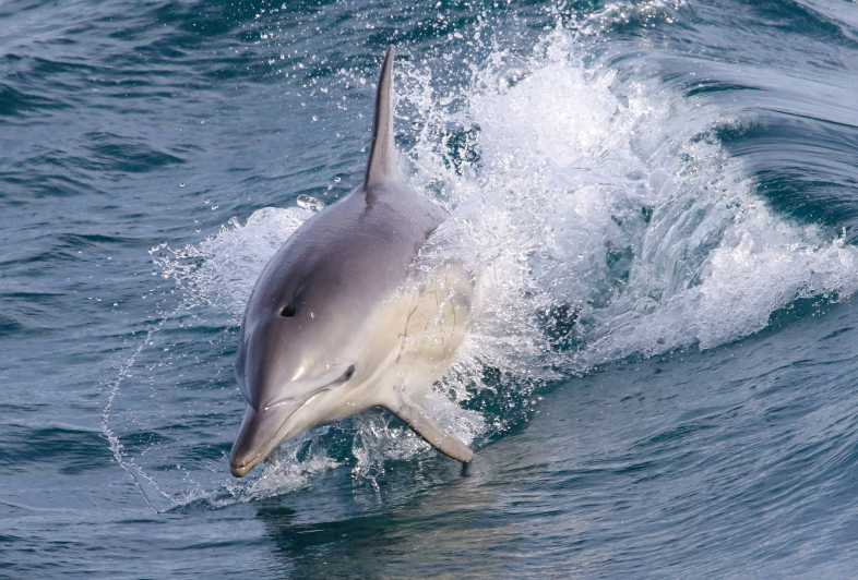 Isla Philip: Crucero con delfines y ballenas