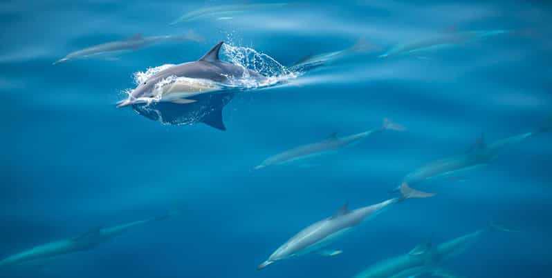 Desde Tauranga: Excursión de medio día Nadando con delfines