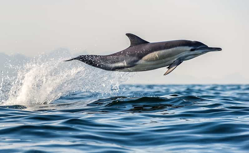 Desde Tauranga Crucero con delfines y fauna salvaje