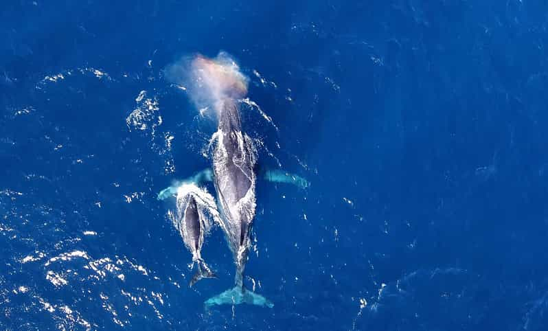 Naha, Okinawa: Excursión de medio día a las Islas Kerama para avistar ballenas