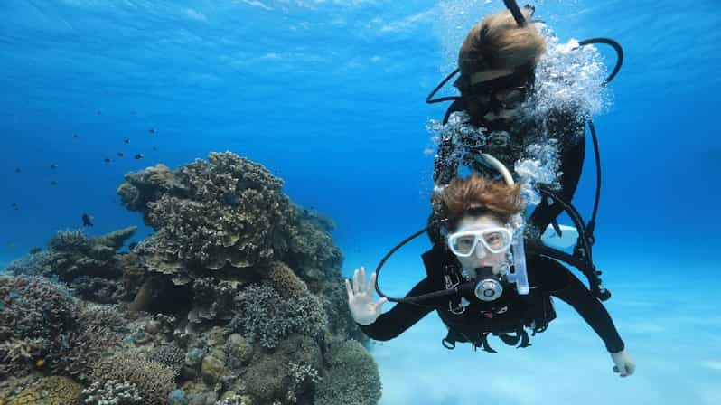 Naha: viaje de un día a Tokashiki y viaje de buceo a las islas Kerama