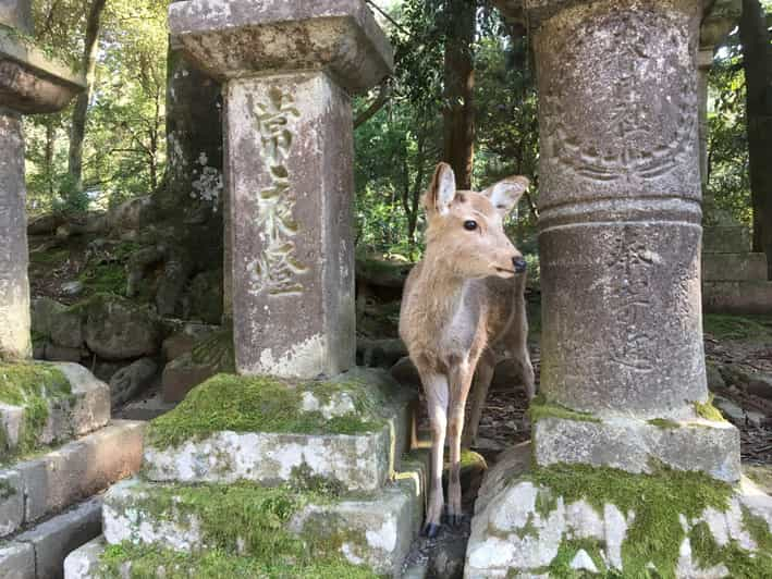 Nara: tour de medio día con guía privado