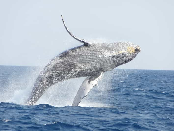 Excursiones de avistamiento de ballenas con salida desde Naha