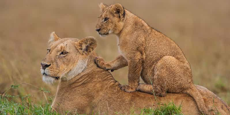 Desde Nairobi: Safari en la Reserva Nacional de Masai Mara