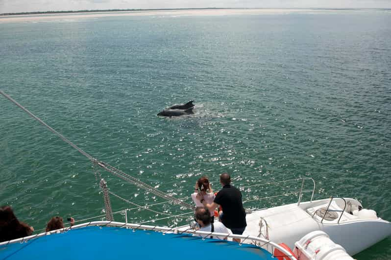 Setúbal y Tróia: Excursión en barco para avistar delfines en el estuario del Sado