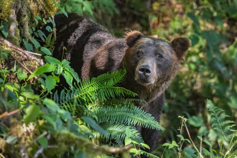 Isla de Vancouver: Excursión de un día entero con osos pardos en Toba Inlet