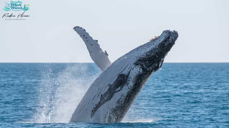 Bahía de Hervey Crucero de medio día para avistar ballenas jorobadas