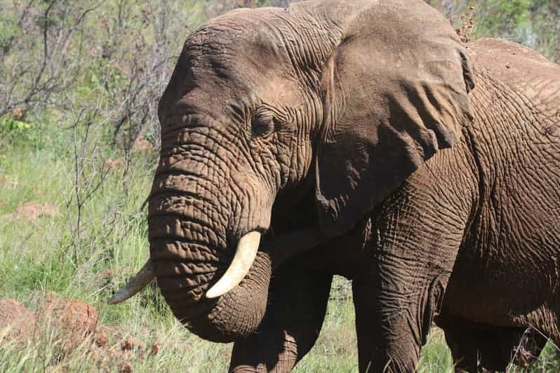 Recorridos por el Parque de Elefantes de Addo .