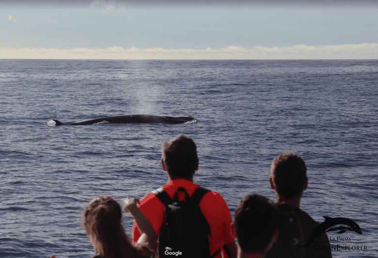 La Palma: tour de 3 h de avistamiento de ballenas y delfines