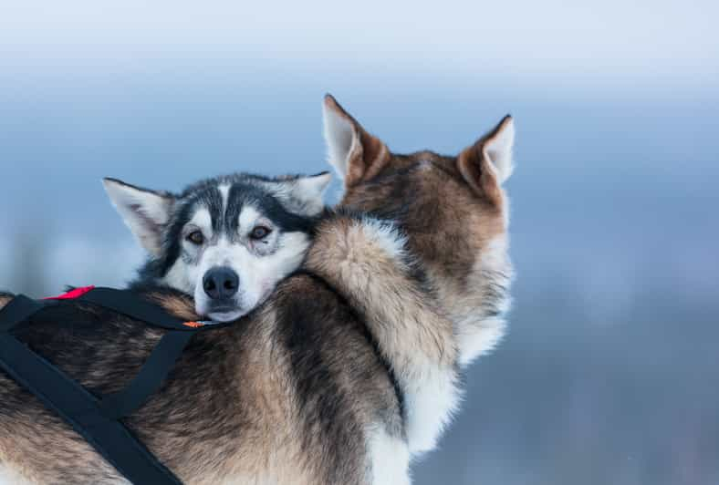 Levi: Aventura en trineo tirado por huskys sin conductor