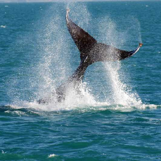Fremantle: Crucero de observación de ballenas