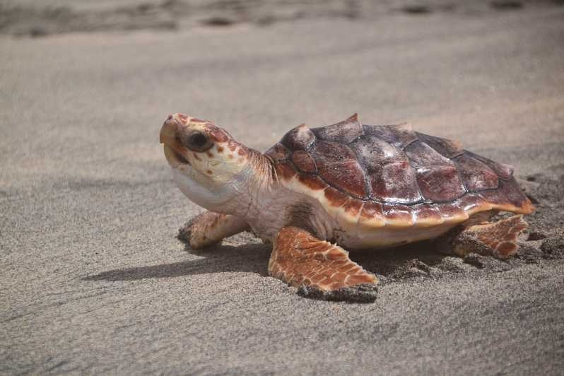 Santa María, Isla de Sal: experiencia de observación de tortugas marinas