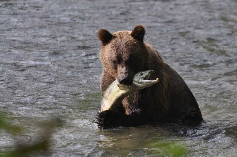Río Campbell: Excursión y paseo en barco para observar osos pardos en la ensenada de Bute