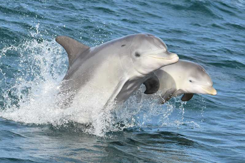 Mandurah: Crucero con Delfines y Vistas con Almuerzo Opcional