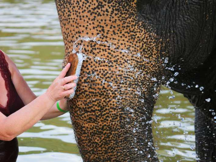 Khao Lak: Excursión para bañar y alimentar elefantes