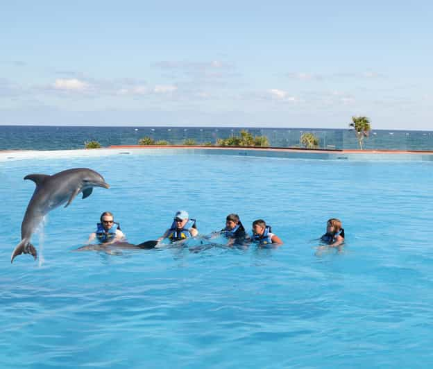 Akumal: encuentro con delfines