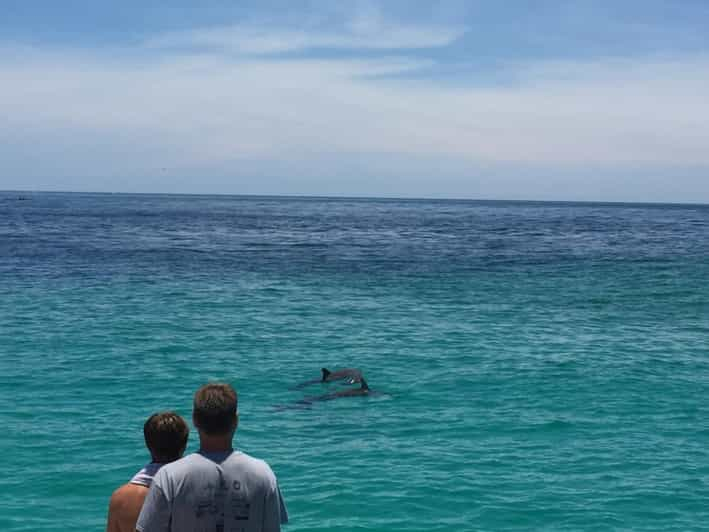 Playa de Ciudad de Panamá: Excursión de avistamiento de delfines en catamarán