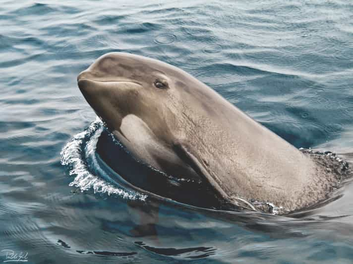 Tarifa: Avistamiento de ballenas y delfines en el Estrecho de Gibraltar