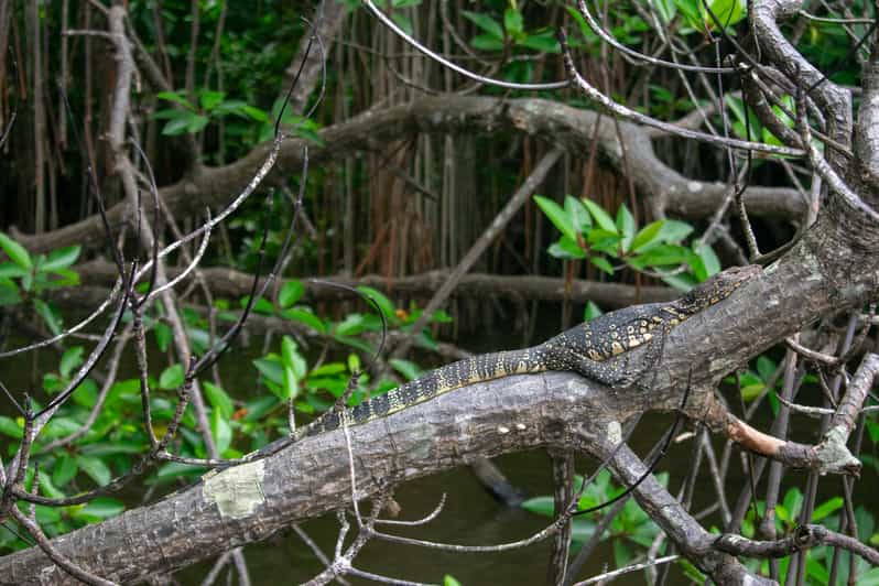 Bentota: laguna de manglares y crucero por el río