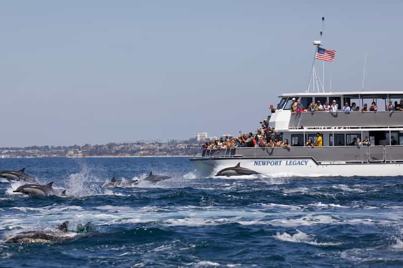 Newport Beach: Crucero de observación de ballenas y delfines