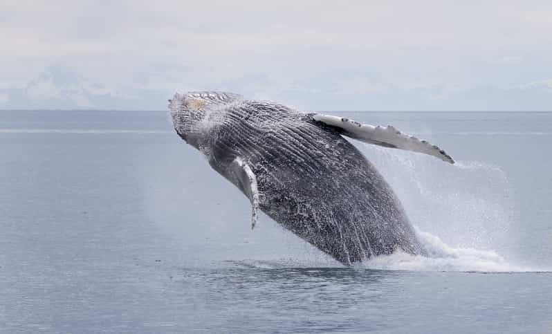 Juneau: crucero de avistamiento de ballenas y vida silvestre con guía local