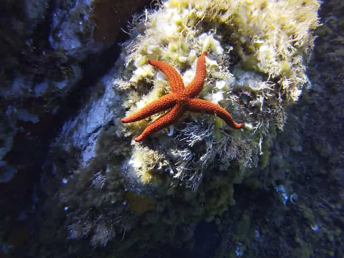 Calvi: Tour en barco para hacer snorkel en la Punta de la Revellata