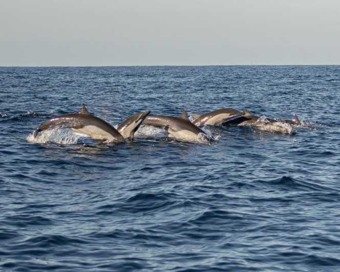 Puerto Escondido: Observación de delfines
