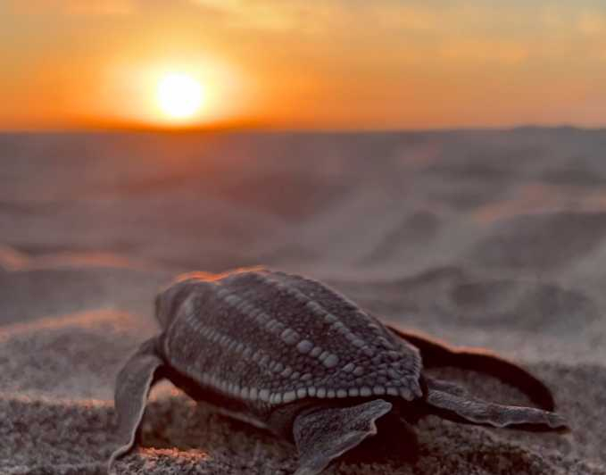 Puerto Escondido: Liberación de tortugas marinas