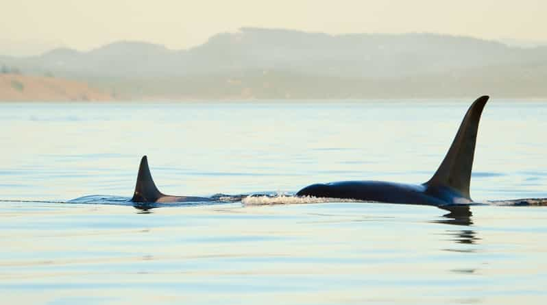 Juneau: Excursión de un día para avistar ballenas y al Glaciar Mendenhall