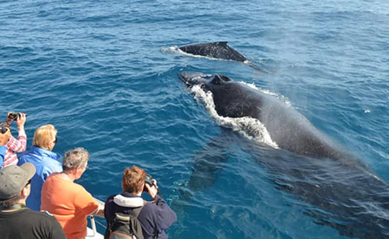 Desde Mirissa: Excursión privada de avistamiento de ballenas con puesta de sol