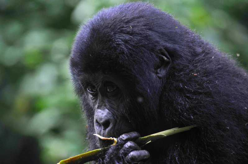 Ruanda: 7 días de Gorilas, Chimpancés, Big 5 y Grandes Felinos