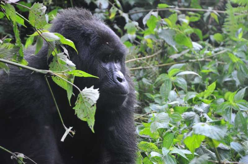 Ruanda: Recorrido de 5 días por Gorilas y Chimpancés