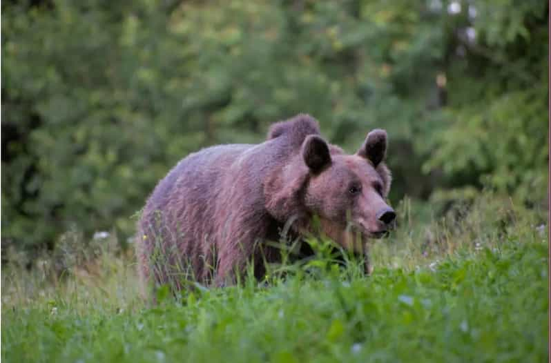 Excursión de un día y observación de osos en la Tierra de los Volcanes