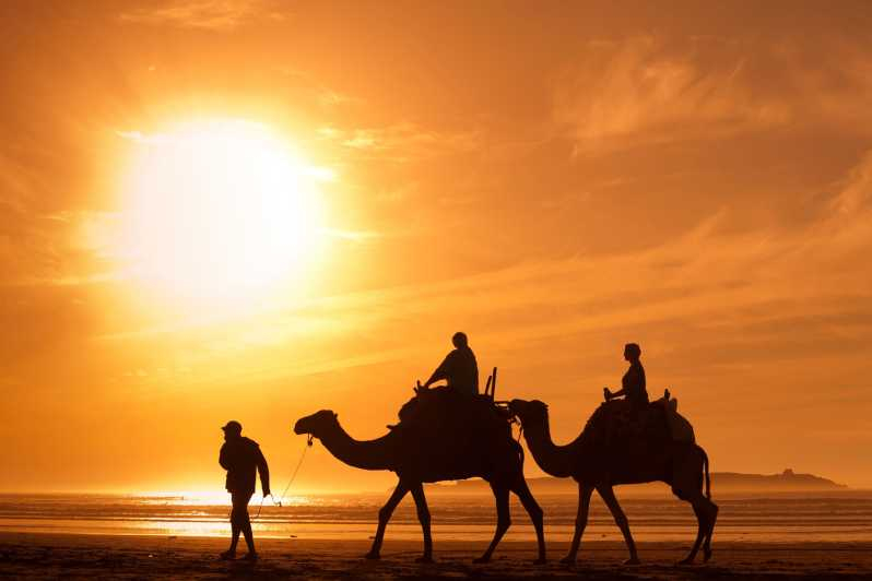 Taghazout: paseo guiado en camello al atardecer en la playa