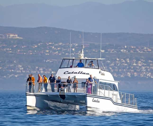 Newport Beach: crucero en catamarán de avistamiento de ballenas de lujo