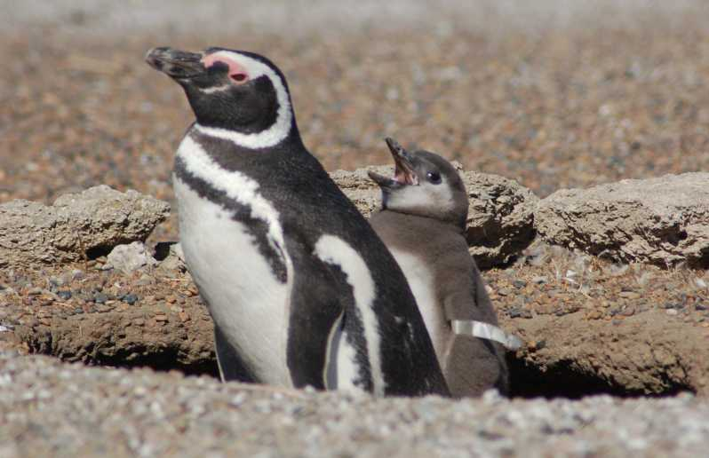 Desde Puerto Madryn: Excursión de un día a Pingüinos y Península Valdés